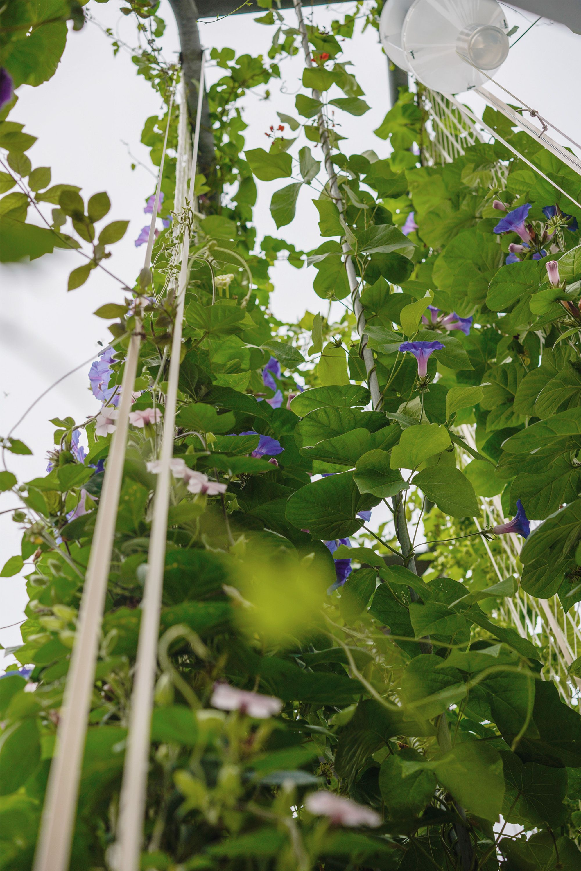 VERD° prototype, fully grown plant sail with insect traps